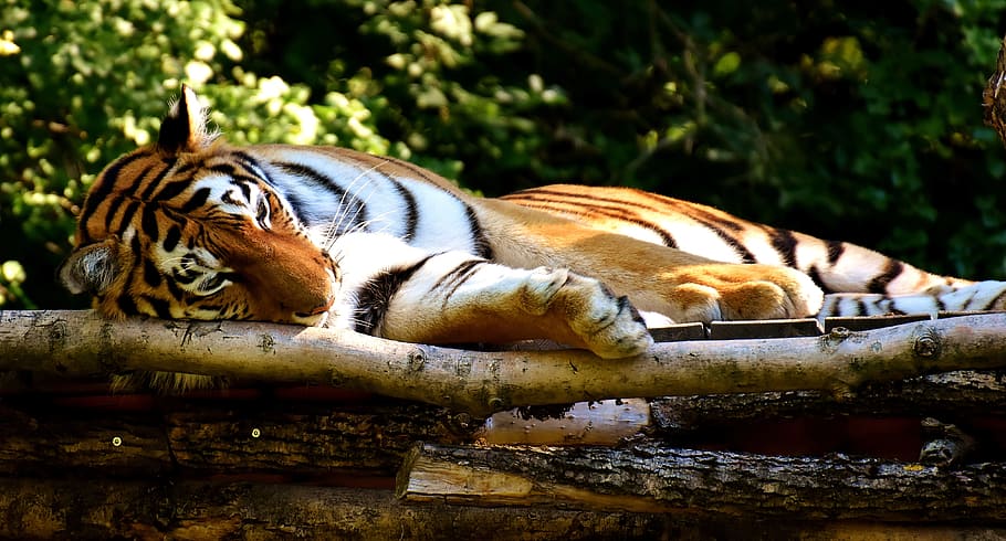 tiger lying on bamboo, predator, fur, beautiful, dangerous HD wallpaper
