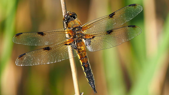 Nature, Insects, Dragonfly, Macro, animal, close-up, wildlife HD wallpaper