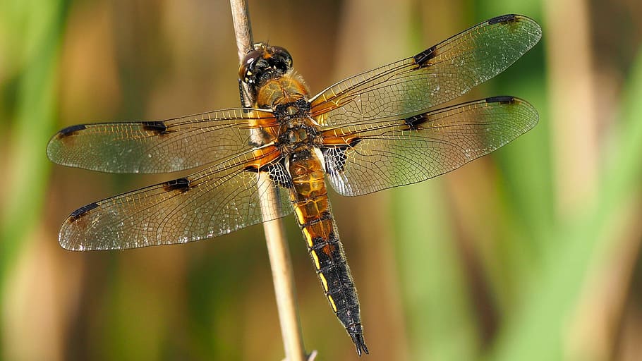 Nature, Insects, Dragonfly, Macro, animal, close-up, wildlife HD wallpaper
