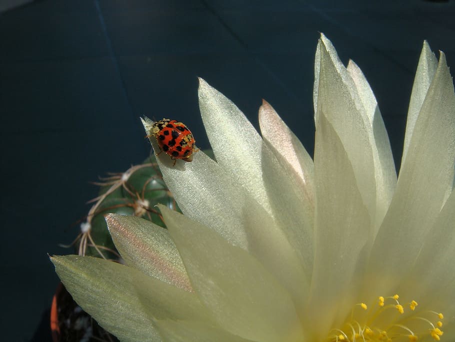 fauna, insects, beetle, flower, flowering plant, animals in the wild HD wallpaper