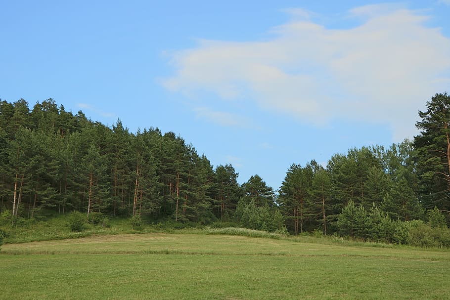forest, green, nature, tree, plant, sky, green color, tranquility HD wallpaper
