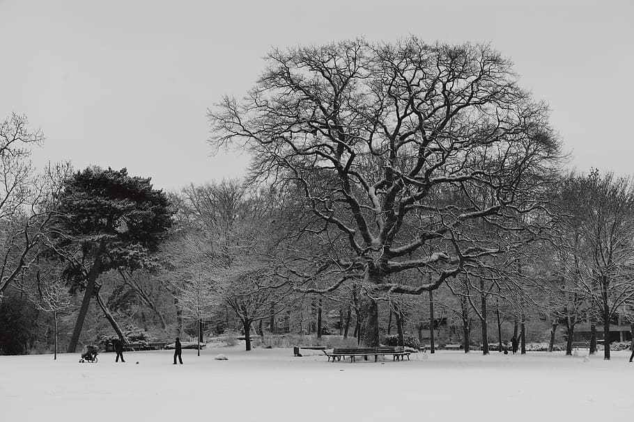 Winter, Park, Tree, Nature, Landscape, frost, city, ice, light HD wallpaper