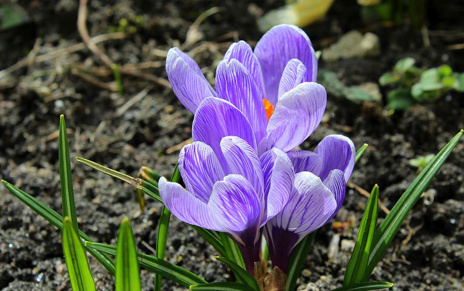 purple petaled flowers blooming at daytime, crocus, spring flowers HD wallpaper