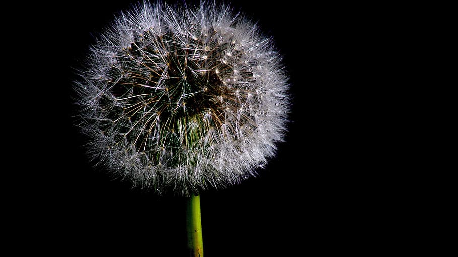 hairs, spray, night, dandelion, vulnerability, flower, fragility HD wallpaper