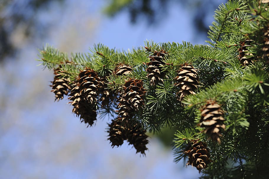 spruce, tree, green, tap, pine cones, nature, conifer, fir HD wallpaper