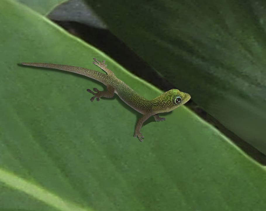 lizard, gecko, spotted, reptile, animal, wildlife, zoology HD wallpaper