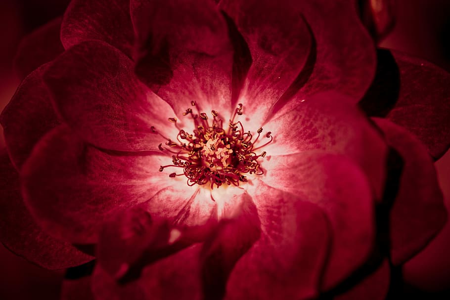 close up photo of red petaled flower, aroma, art, background HD wallpaper
