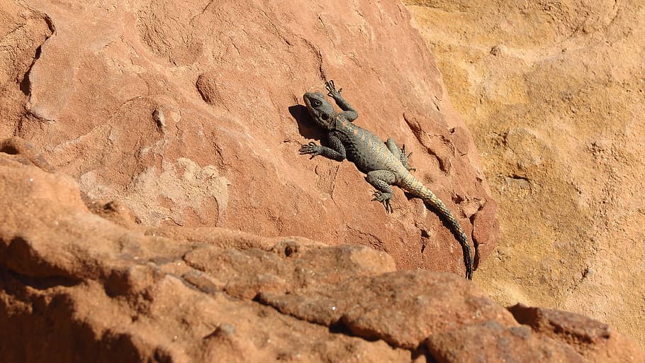 lizard, desert, sandstone, nature, animal themes, vertebrate HD wallpaper