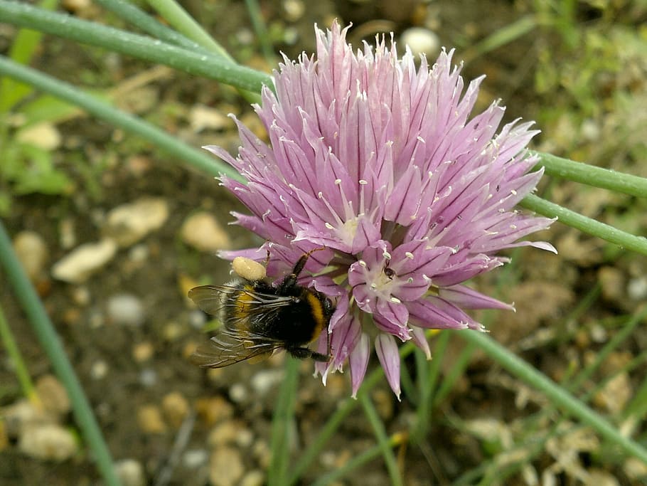 flower, onion, bumblebee, nature, insect, plant, purple, summer HD wallpaper