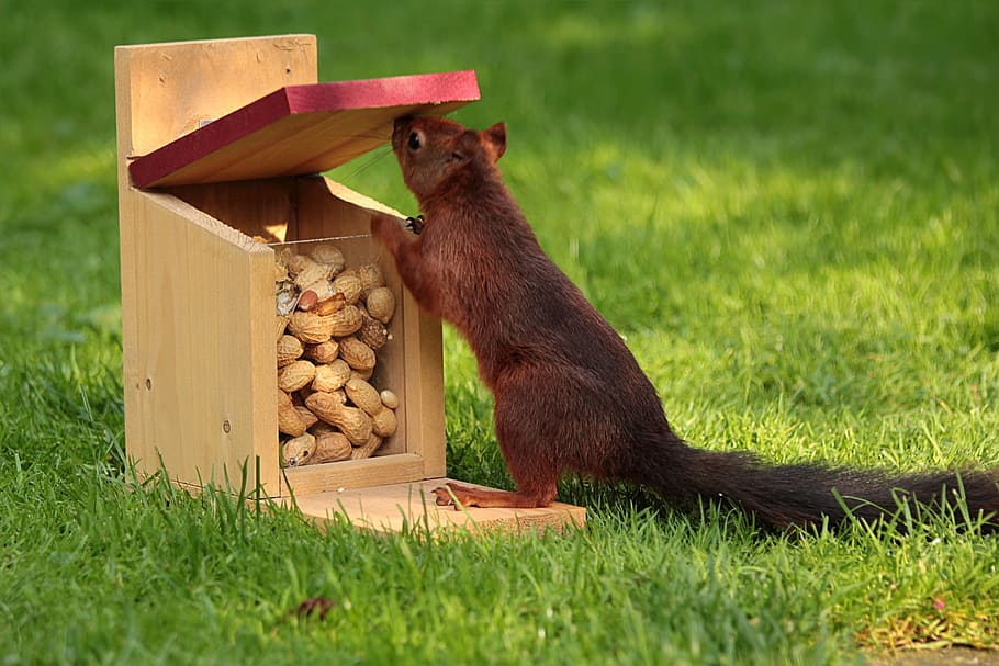 photo of squirrel taking peanut on brown wooden box, animal HD wallpaper