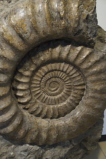 fossil, snail, ammonit, fossilized, petrification, stone, petrified HD wallpaper
