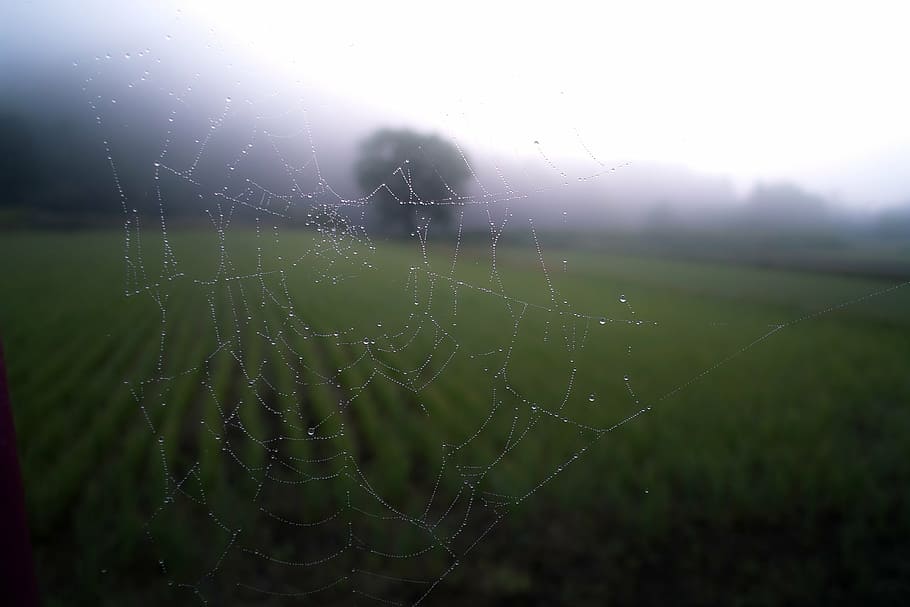 close-up photo of spider web, cobweb, pattern, spiderweb, spooky HD wallpaper