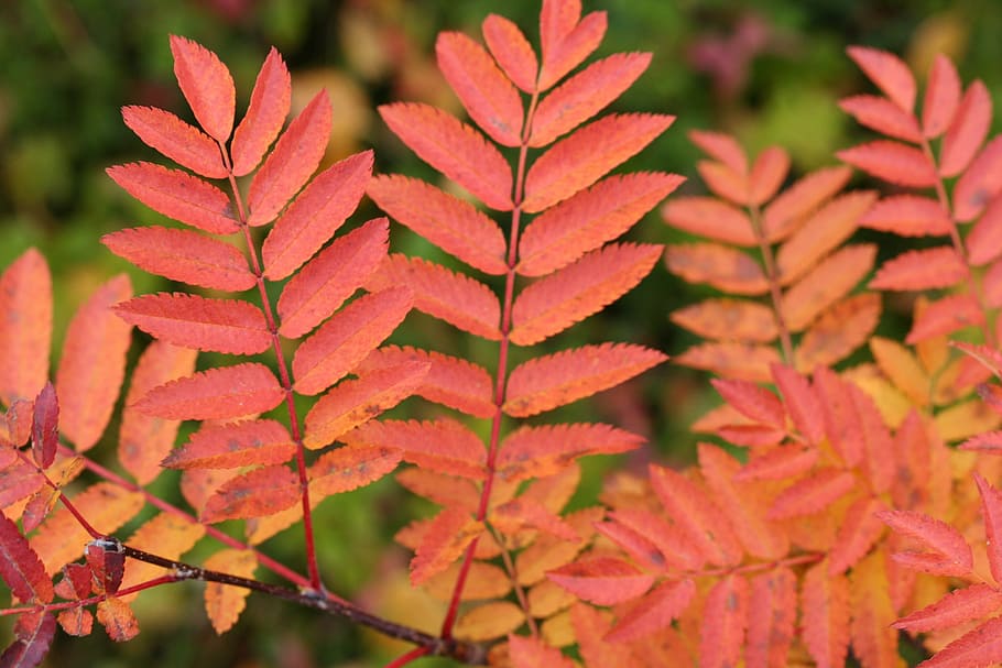 autumn, leaf, colors, plant part, focus on foreground, close-up HD wallpaper