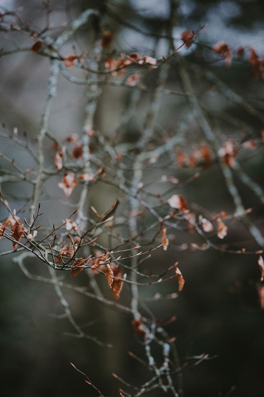 Autumn Leaves, selective focus of leafless tree, fall, brown HD wallpaper