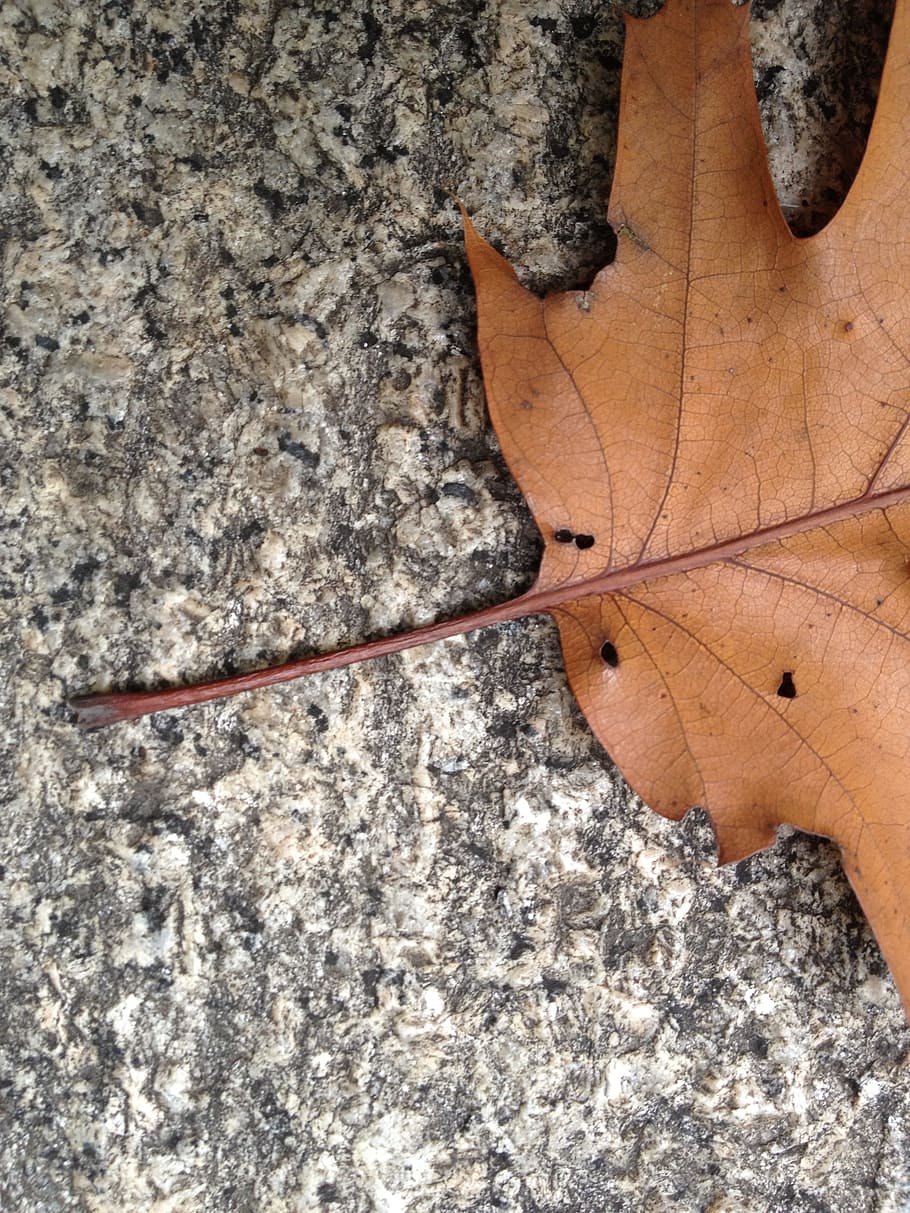 leaf, fall, autumn, brown, leaves, granite, rock, still life HD wallpaper
