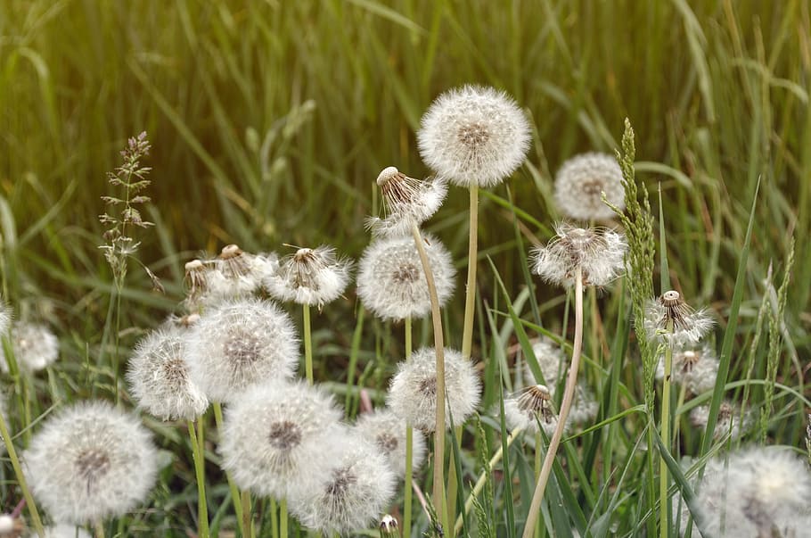 dandelion, summer, nature, plant, flower, freshness, growth HD wallpaper
