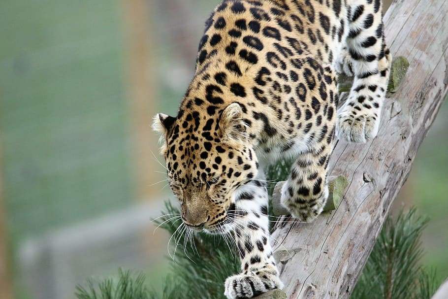 black, brown, and white leopard on tree trunk at daytime, big cat HD wallpaper