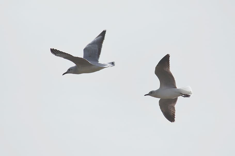two grey birds flying on sky during daytime, gray, seagulls, white HD wallpaper