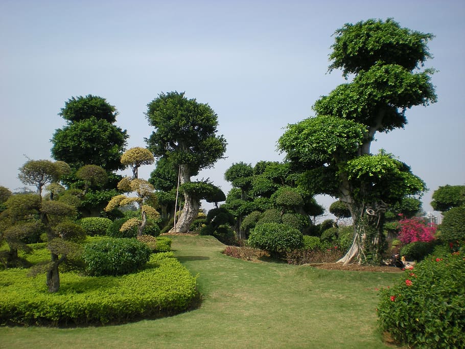 china, garden, nature, trees, plant, growth, green color, sky HD wallpaper