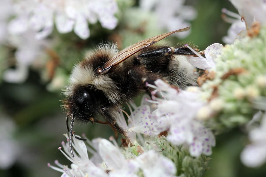 bee, white, hairy, flower, pollination, blossom, bloom, macro HD wallpaper