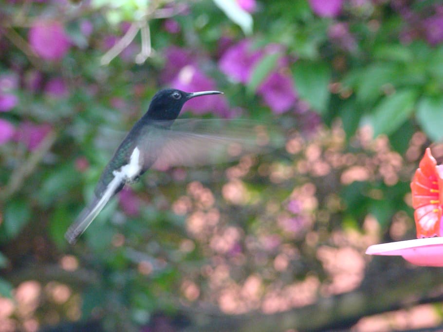 hummingbird, paige, flight of beija flor, colibri, nature, wildlife, HD wallpaper