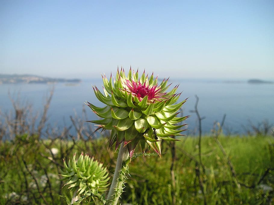 thistle, flower, sting, plant, croatia, sea, beauty in nature HD wallpaper