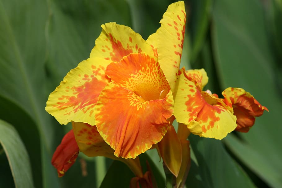 iris, plant, flower, leaf, petal, freshness, nature, fragility HD wallpaper