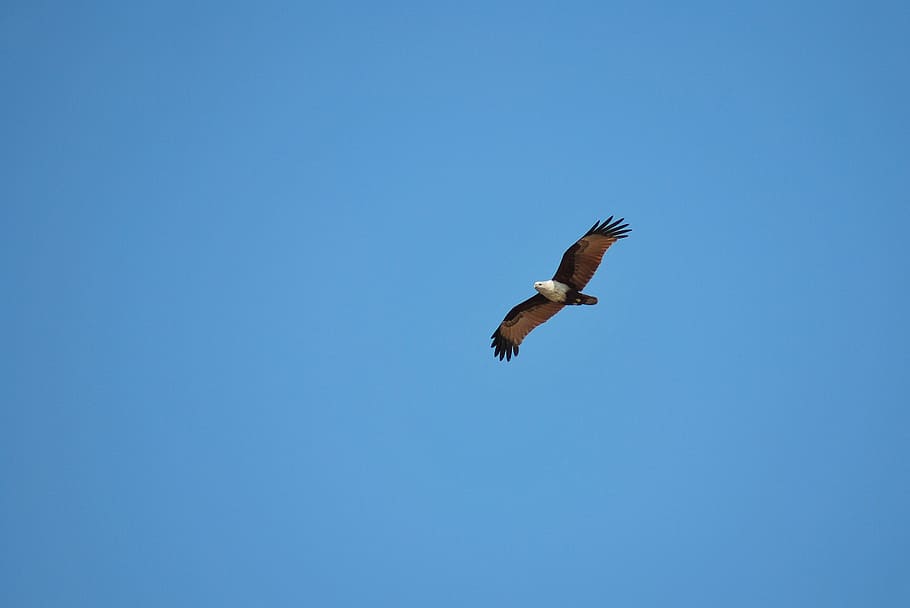 brown hawk flying in the sky, eagle, benaulim, goa, beach, hot HD wallpaper
