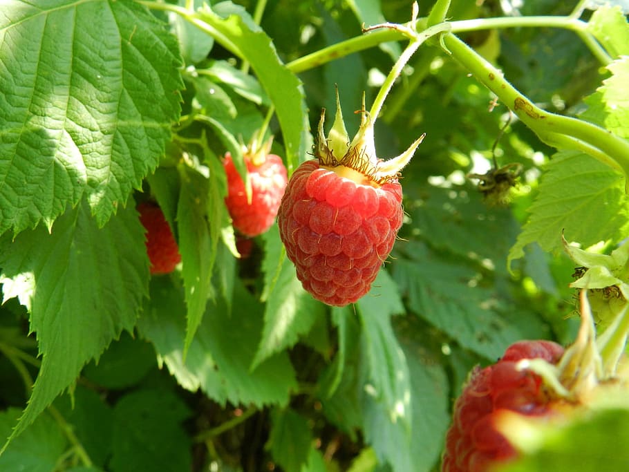 Raspberries, Fruit, Ripe, Leaves, red, berry, raspberry, organic HD wallpaper