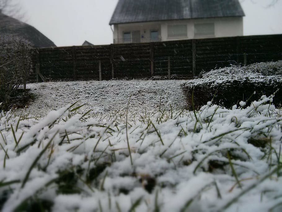 winter, snow, grass, cold, white, december, cold - Temperature HD wallpaper