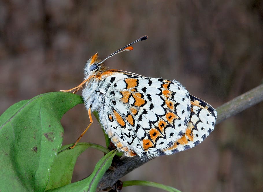 Butterfly, Macro, Insect, Nature, pattern, one animal, animal wildlife HD wallpaper