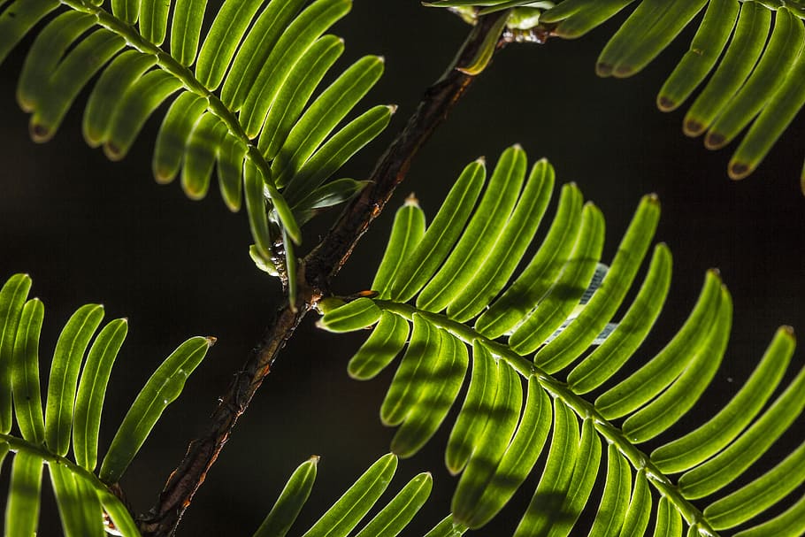 night, pine-needle, leaf, leaves, macro, light, sequoioideae HD wallpaper
