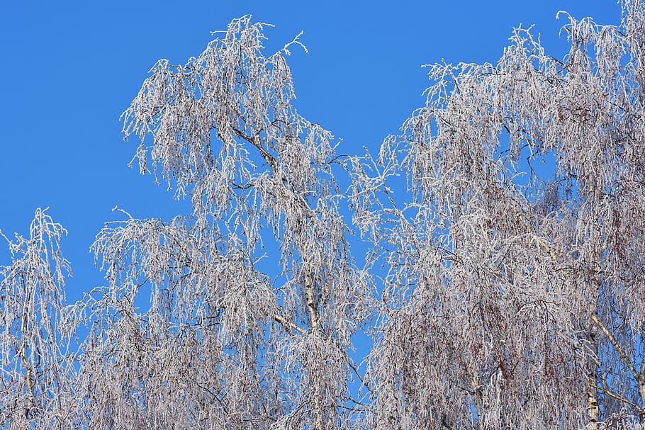 Blue Sky, Tree, Winter, Frost, Hoarfrost, nature, crown, winter time HD wallpaper