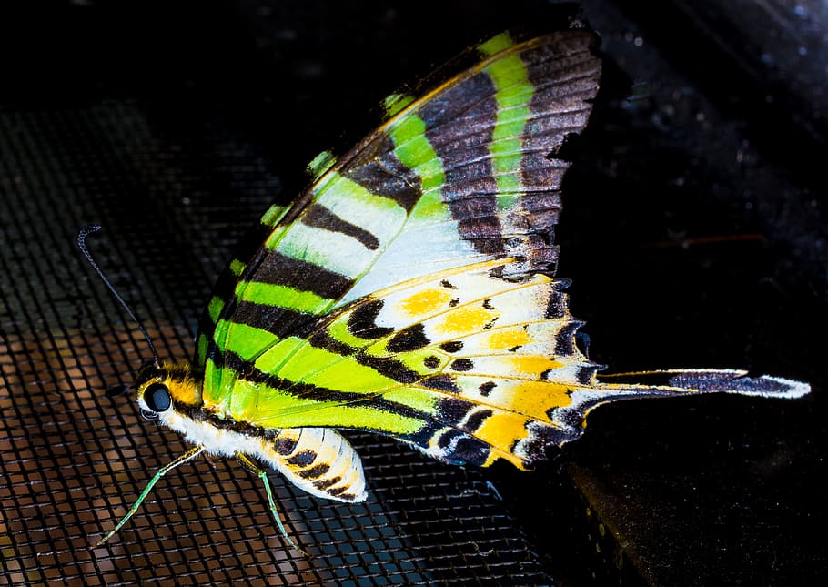 butterfly, insect, close, animal wildlife, one animal, animals in the wild HD wallpaper