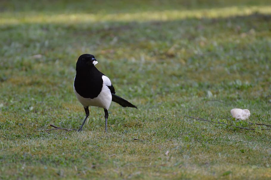 Elster, Bird, Feather, Fly, Animal, raven bird, animals in the wild HD wallpaper