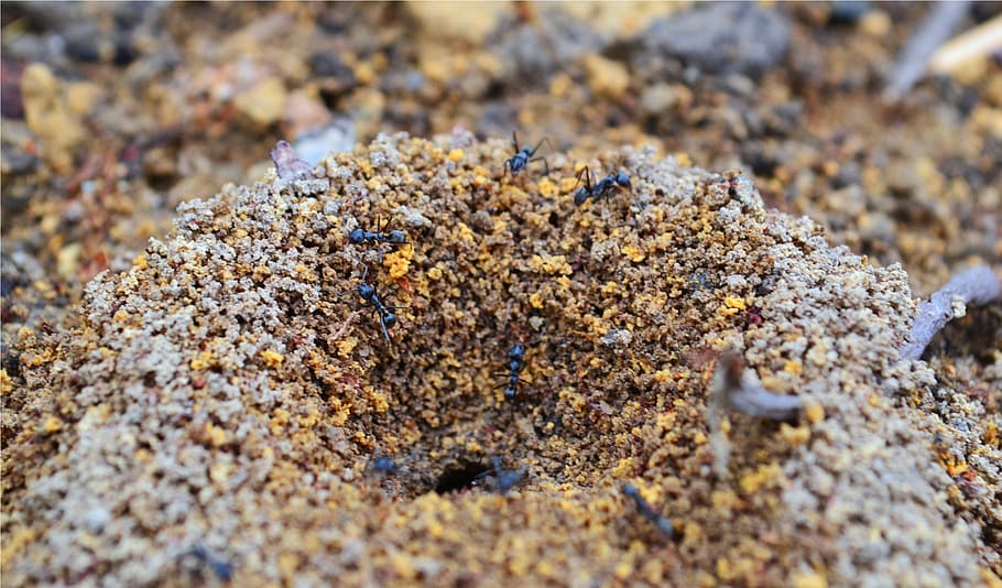 ants, nest, soil, insect, animal, wildlife, nature, colony