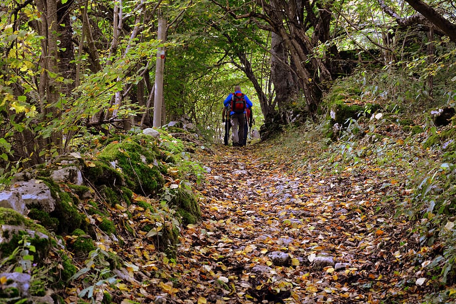 trail, walk, excursion, forest, the european path, e5, lessinia HD wallpaper