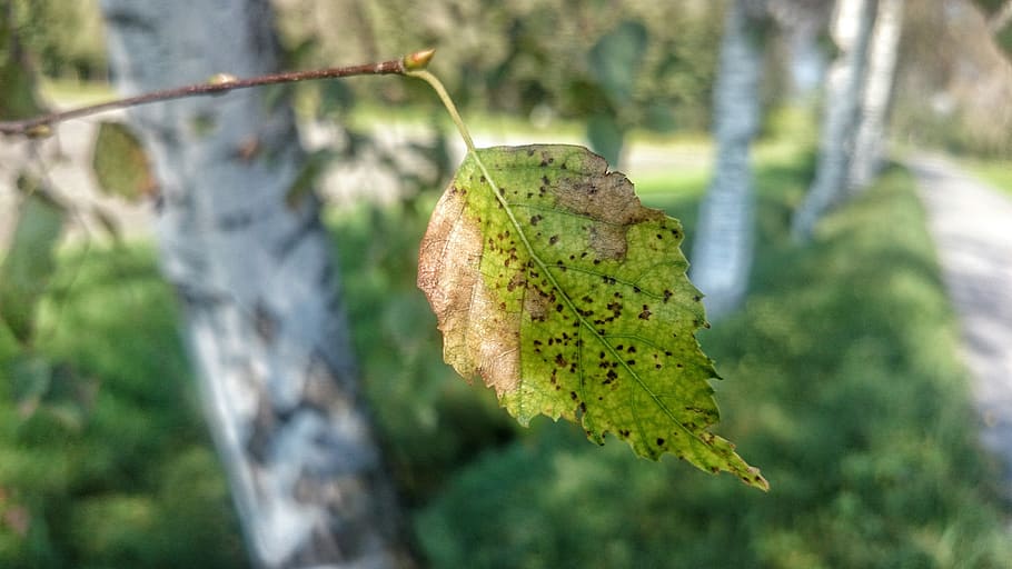 autumn, birch, leaf, dry, sunny, way, shadows, focus on foreground HD wallpaper