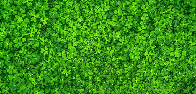 photo of clover grass, leaf, nature, green, spring, abstract HD wallpaper