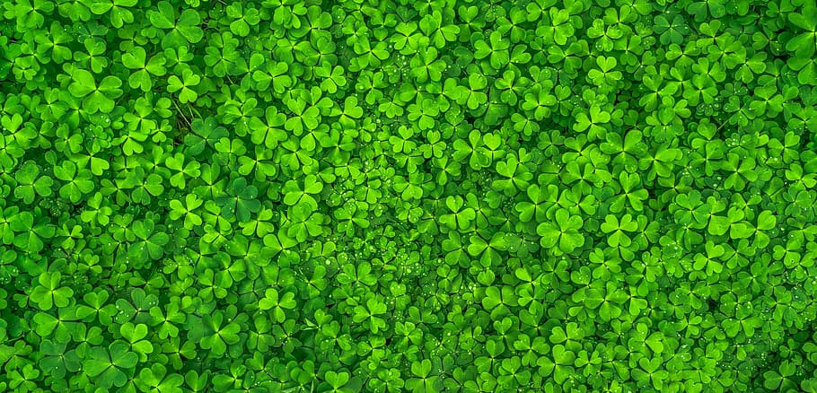 4K Green Leaf Wallpaper HDAmazoncoukAppstore for Android