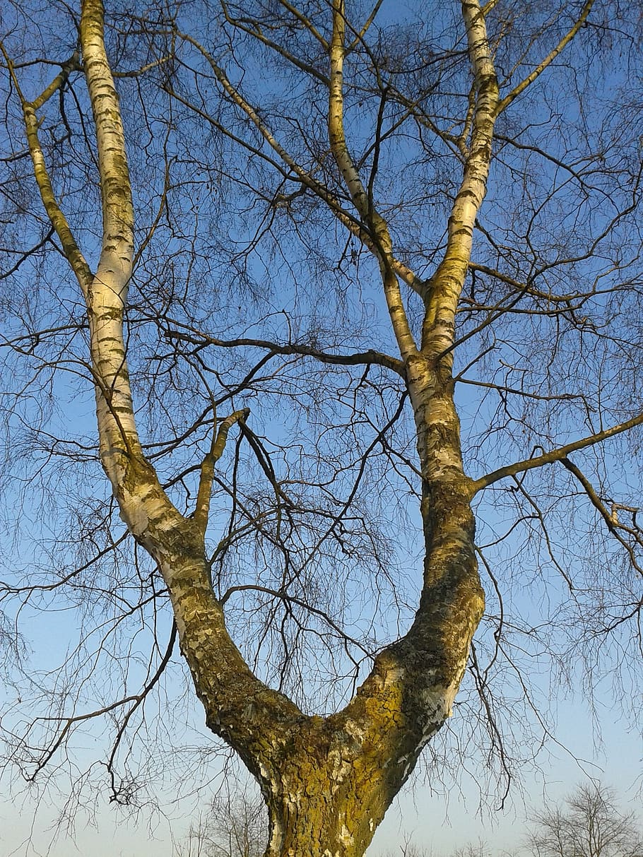 tree, aesthetic, bark, branches, nature, bare tree, sky, low angle view HD wallpaper