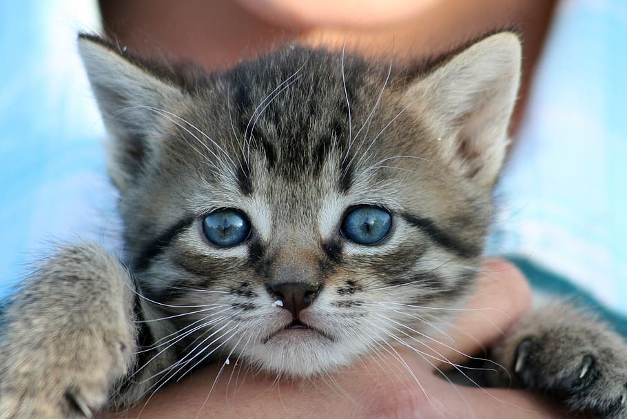 person holding brown Tabby kitten in shallow focus photography HD wallpaper