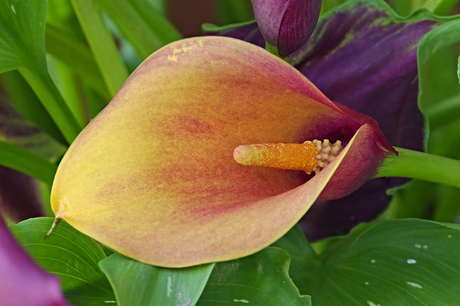yellow and red calla lily in bloom close up photo, calla flower HD wallpaper