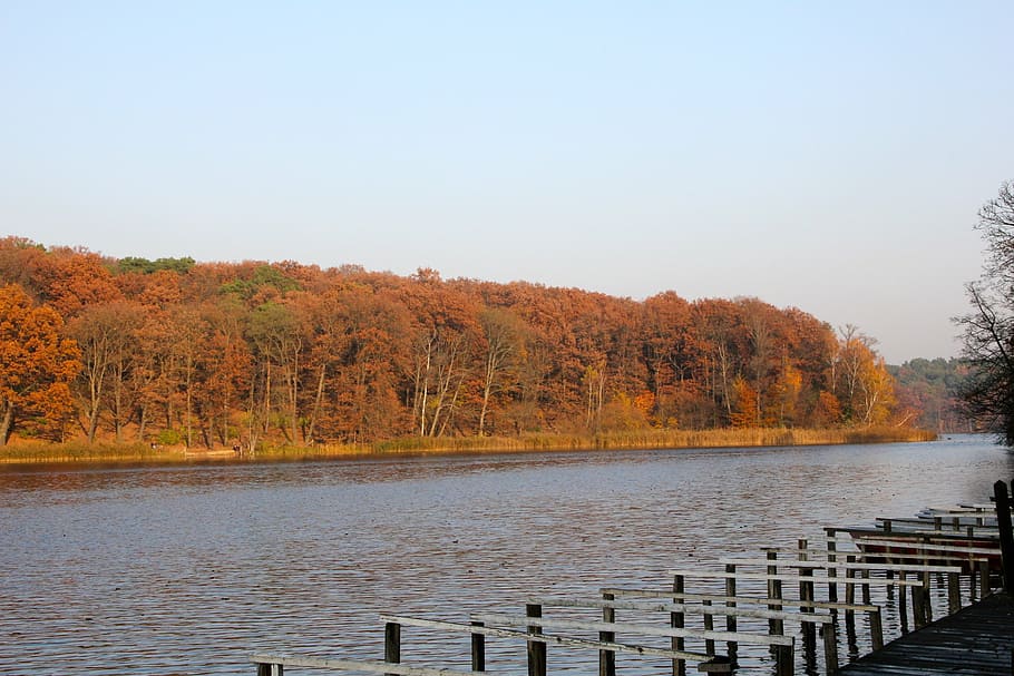 autumn, lake, trees, web, water, plant, tranquility, nature HD wallpaper
