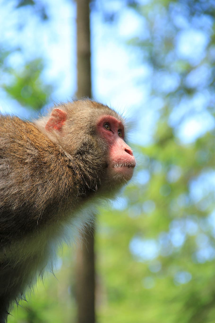 monkey, äffchen, nature, zoo, ape, animal, primate, animal wildlife HD wallpaper