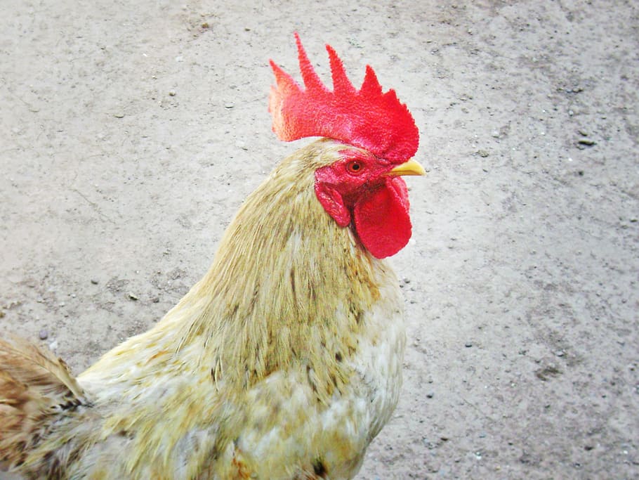 gallo, red, crest, chicken, livestock, chicken - bird, domestic animals HD wallpaper