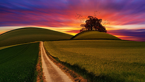 pathway between grass through mountain, sky, tree, hill, sunset HD wallpaper