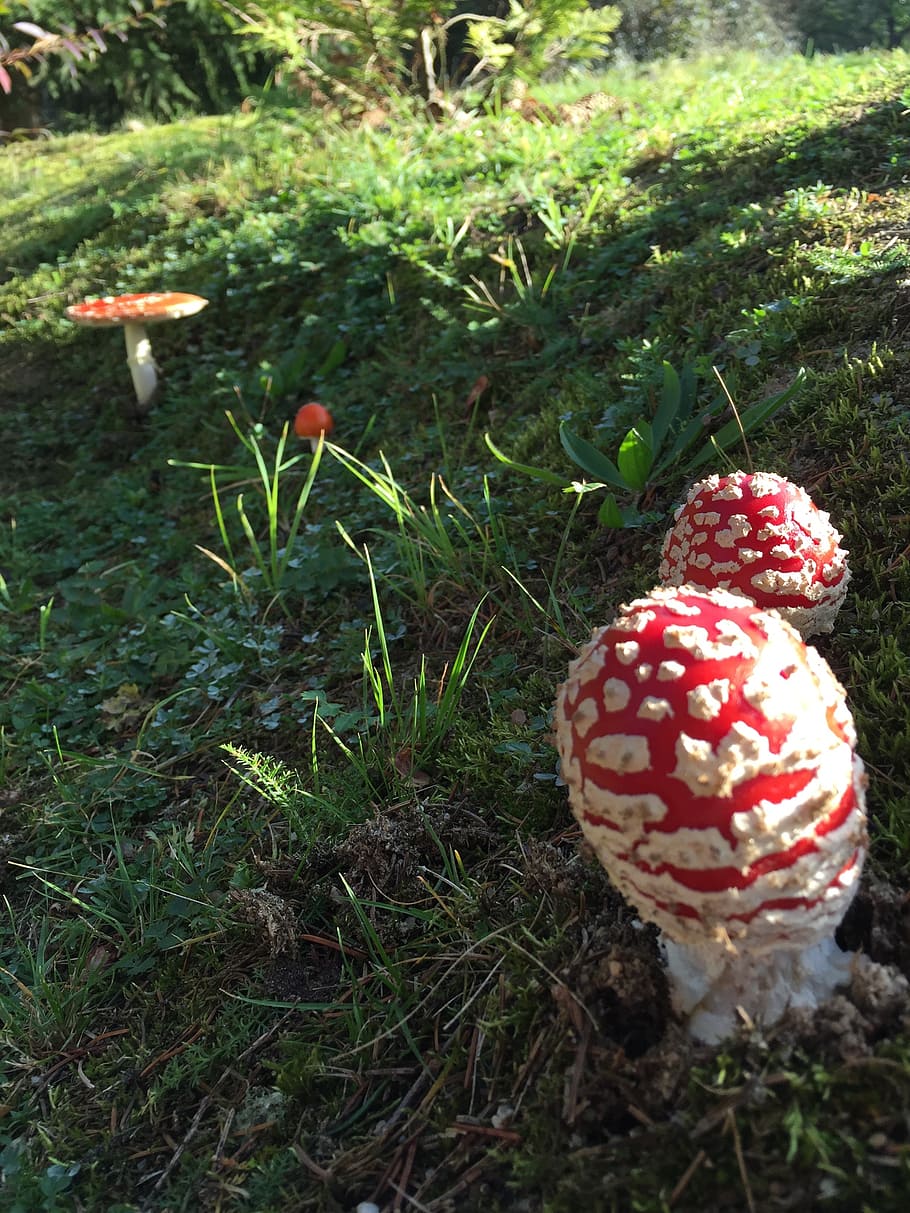 fly agaric, mushroom, forest, toxic, risk, food, land, plant HD wallpaper