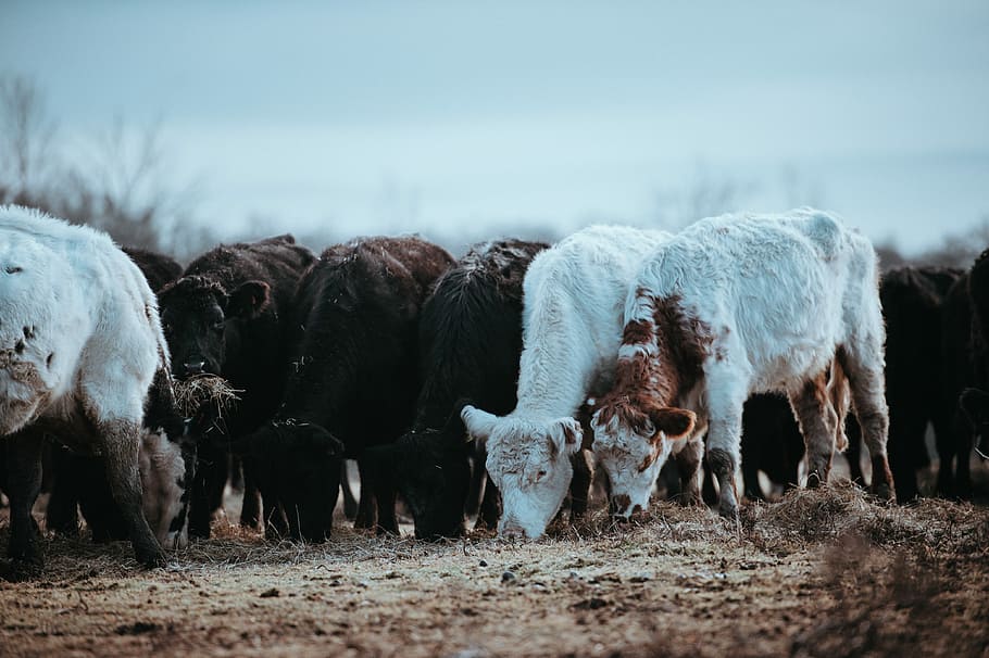 Cows grazing on a winters morning, assorted cows, herd, mud, dirt HD wallpaper