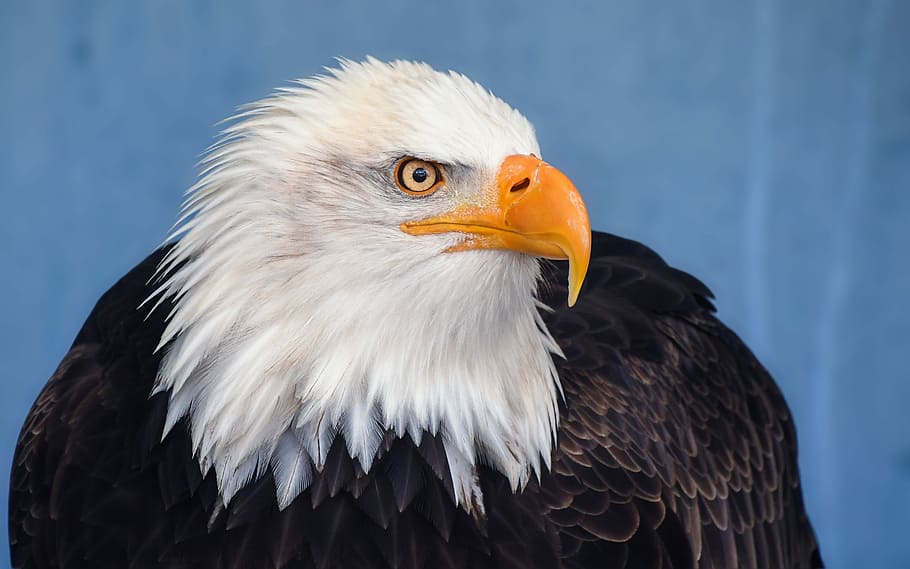 closeup photography of white and black eagle, bald eagle, raptor HD wallpaper
